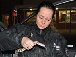 Wąż zbożowy w studni przy Działkowej / fot. facebook.com/Patrol-interwencyjny-As-242670909206299/