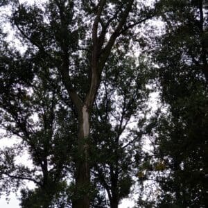 image10