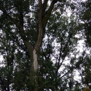 image11
