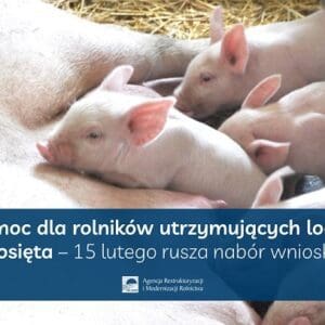 Pomoc-dla-rolnikow-utrzymujacych-lochy-i-prosieta-–-mozna-skladac.jpg