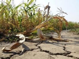 Zgłoś szkodę rolniczą