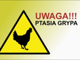 Ptasia grypa