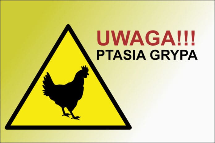 Ptasia grypa
