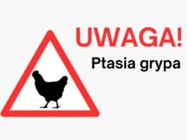 Uwaga, ognisko ptasiej grypy na terenie gminy Ozorków!!!

Powiatowy Lekarz Weter...