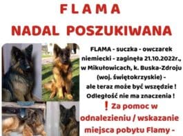 Ogłoszenie